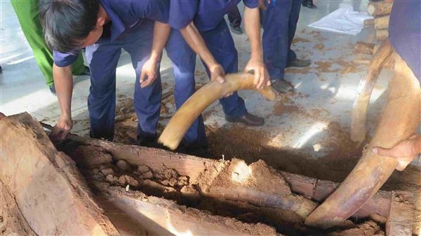 Ngà voi nhập lậu bị bắt giữ.
