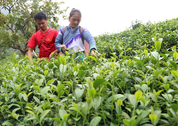 Vợ chồng anh Cư Seo Mười thu hái chè cuối vụ 2019.