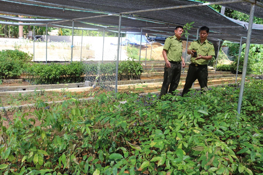 Cây gáo hoa trắng được gieo ươm để phục vụ trồng mới rừng phòng hộ.