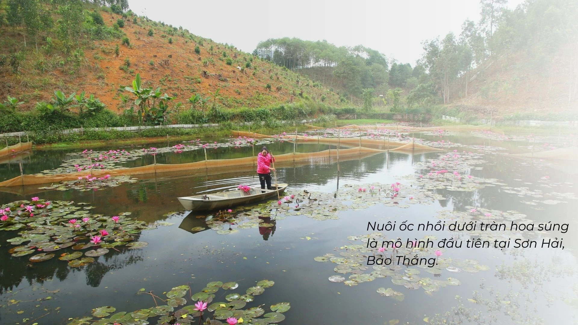 Nuôi ốc nhồi dưới tràn hoa súng ảnh 6