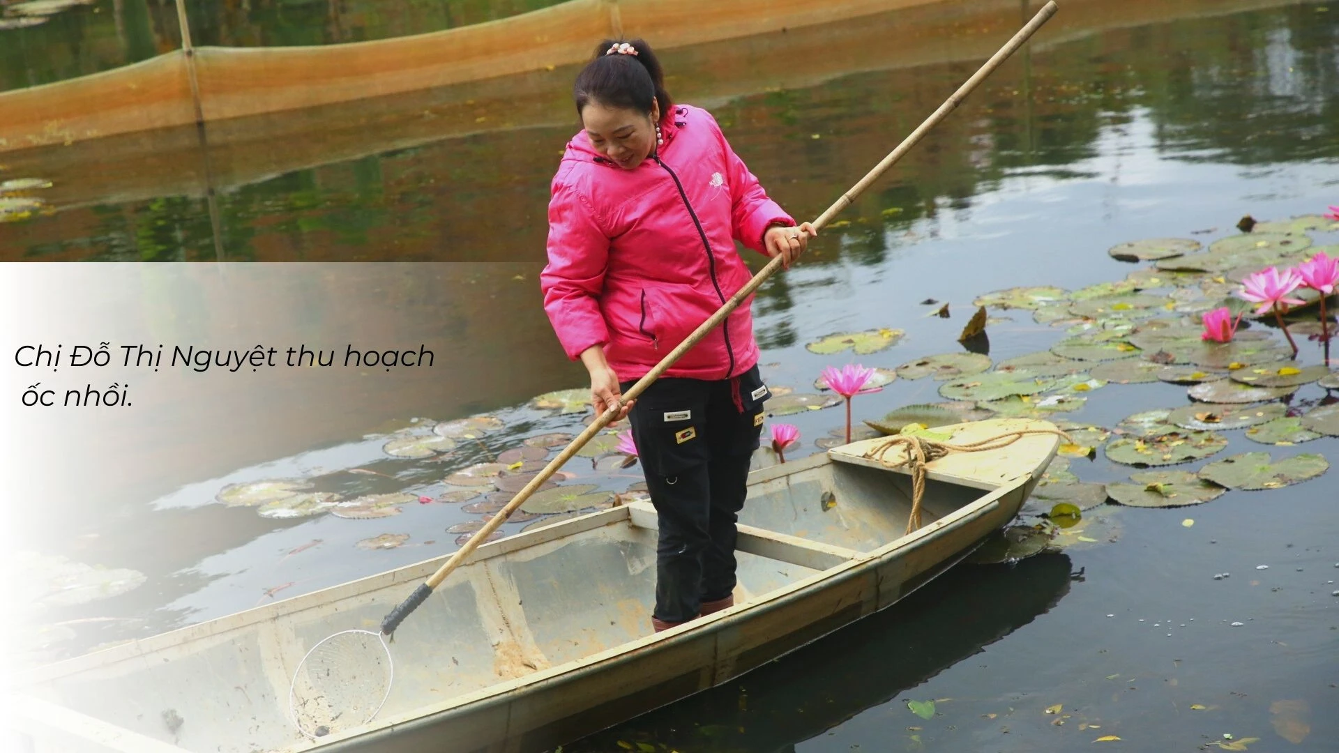 Nuôi ốc nhồi dưới tràn hoa súng ảnh 2