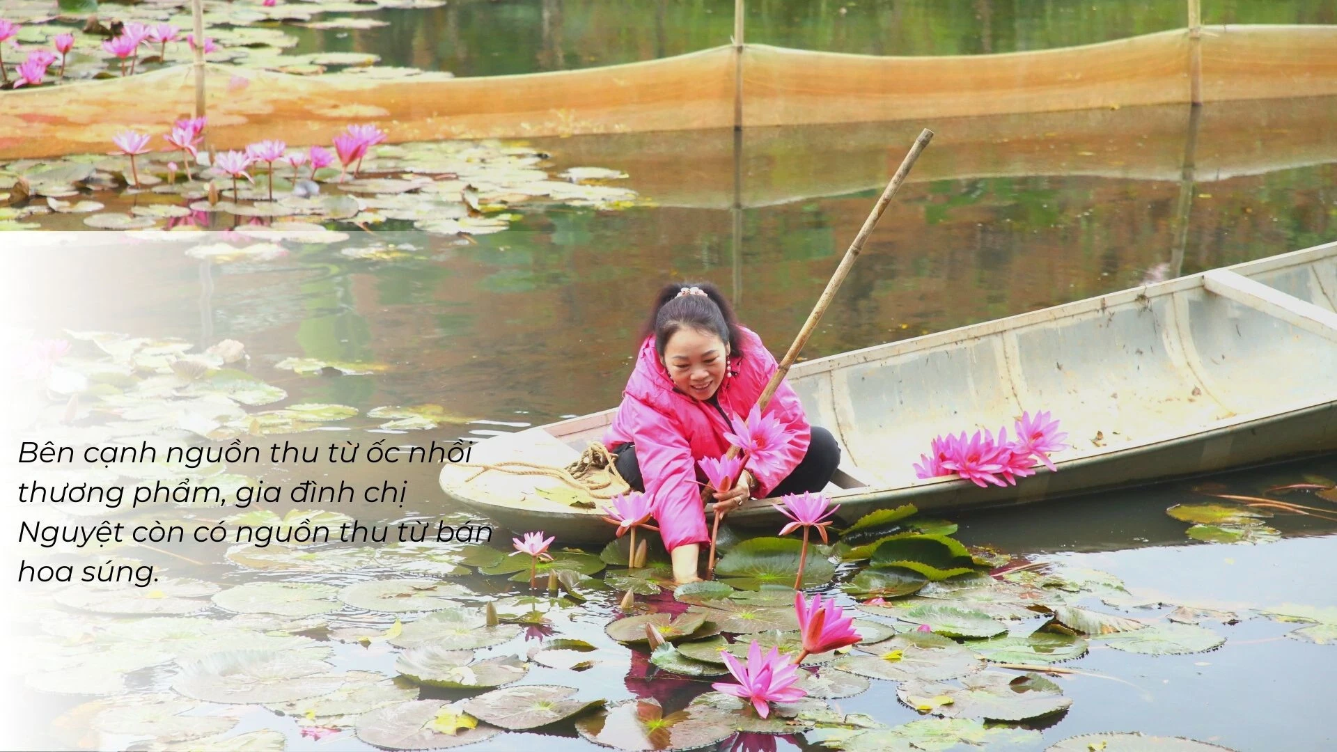 Nuôi ốc nhồi dưới tràn hoa súng ảnh 4