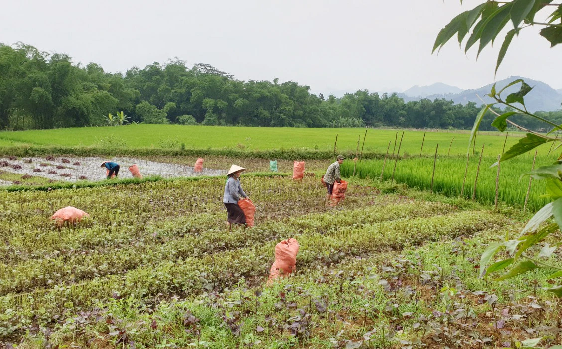 Nhiều công đoạn trong sản xuất nông - lâm nghiệp ở Văn Bàn vẫn được thực hiện thủ công.