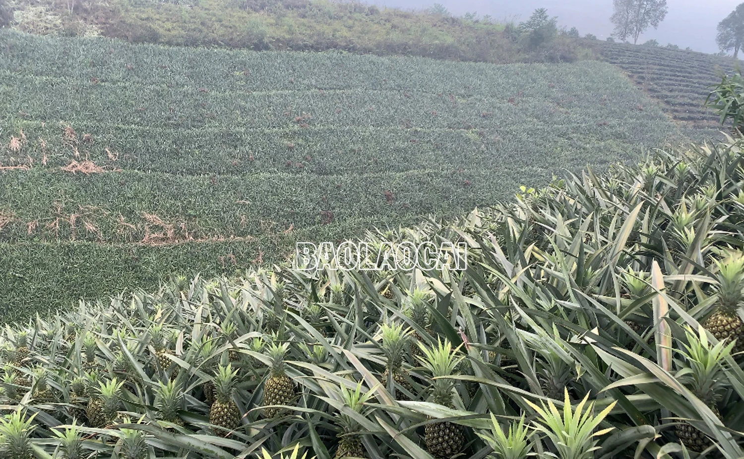Mường Khương: 3 giải pháp để sản xuất và tiêu thụ quả dứa ảnh 1