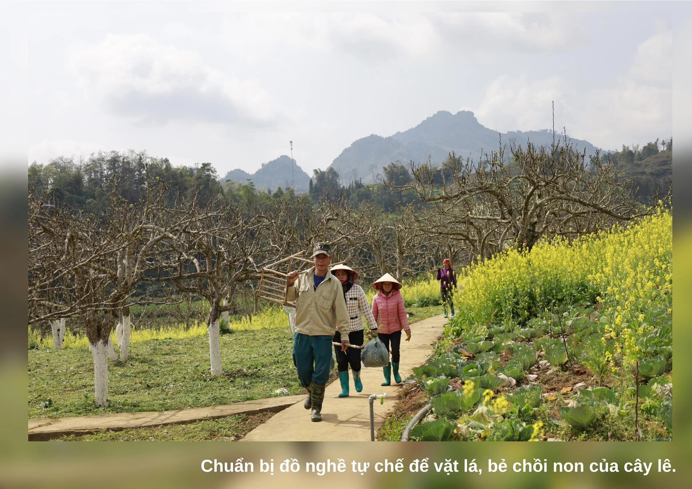 Nghề vặt lá lê ảnh 1