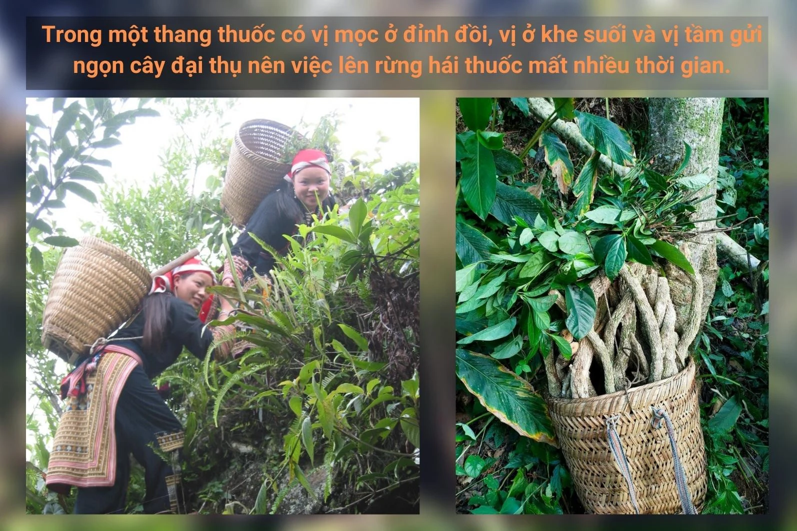 Độc đáo bài thuốc tắm của người Dao đỏ ở Tả Phìn ảnh 3