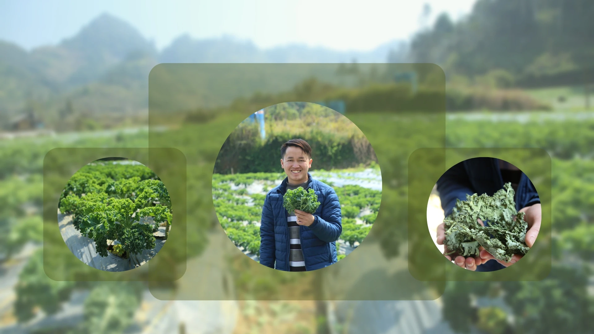 Anh Giàng Quáng Tiên đã chế biến thành công cải kale tươi bằng công nghệ sấy lạnh.