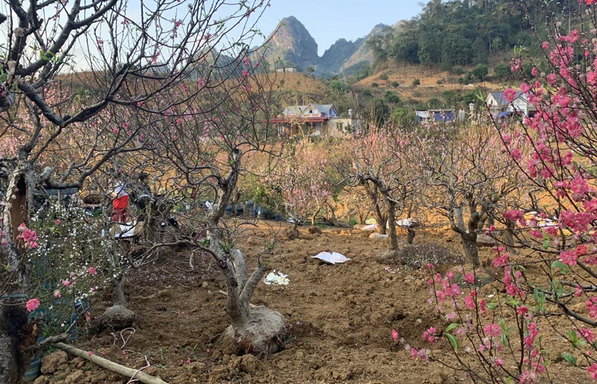 Cho sắc đào thắm lại ảnh 1