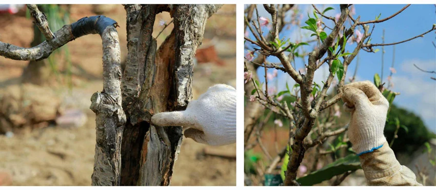 Cho sắc đào thắm lại ảnh 6