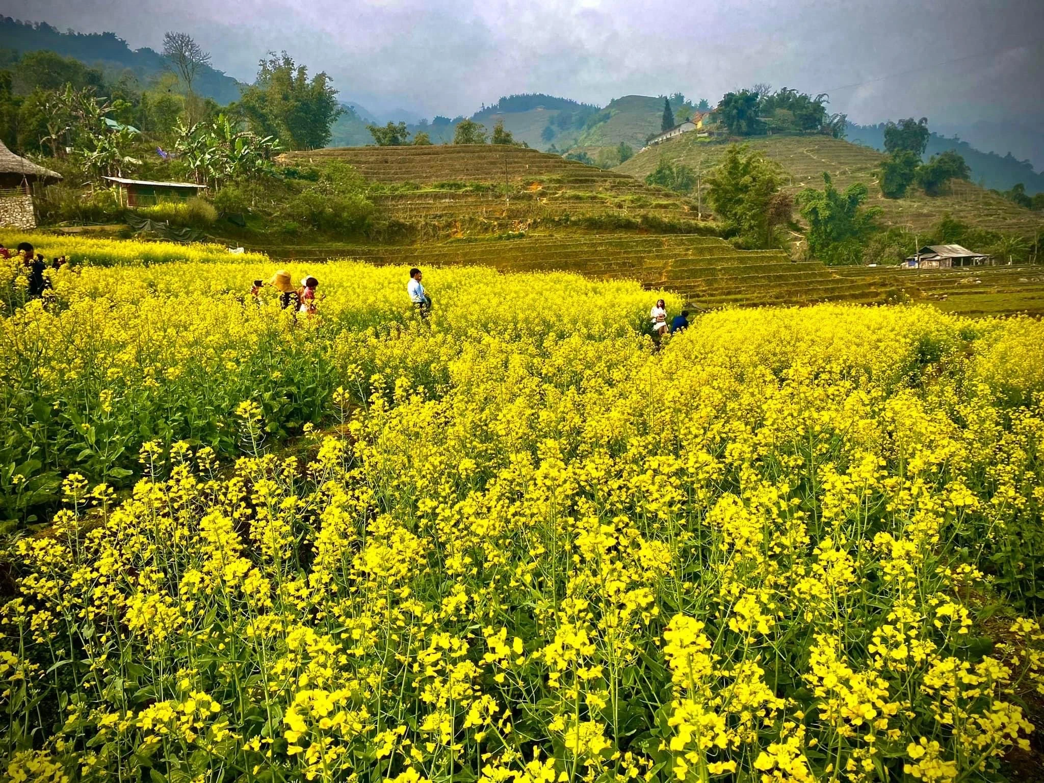 Thị xã Sa Pa mở rộng diện tích trồng cây cải dầu gắn với bảo tồn di sản quốc gia ruộng bậc thang ảnh 2