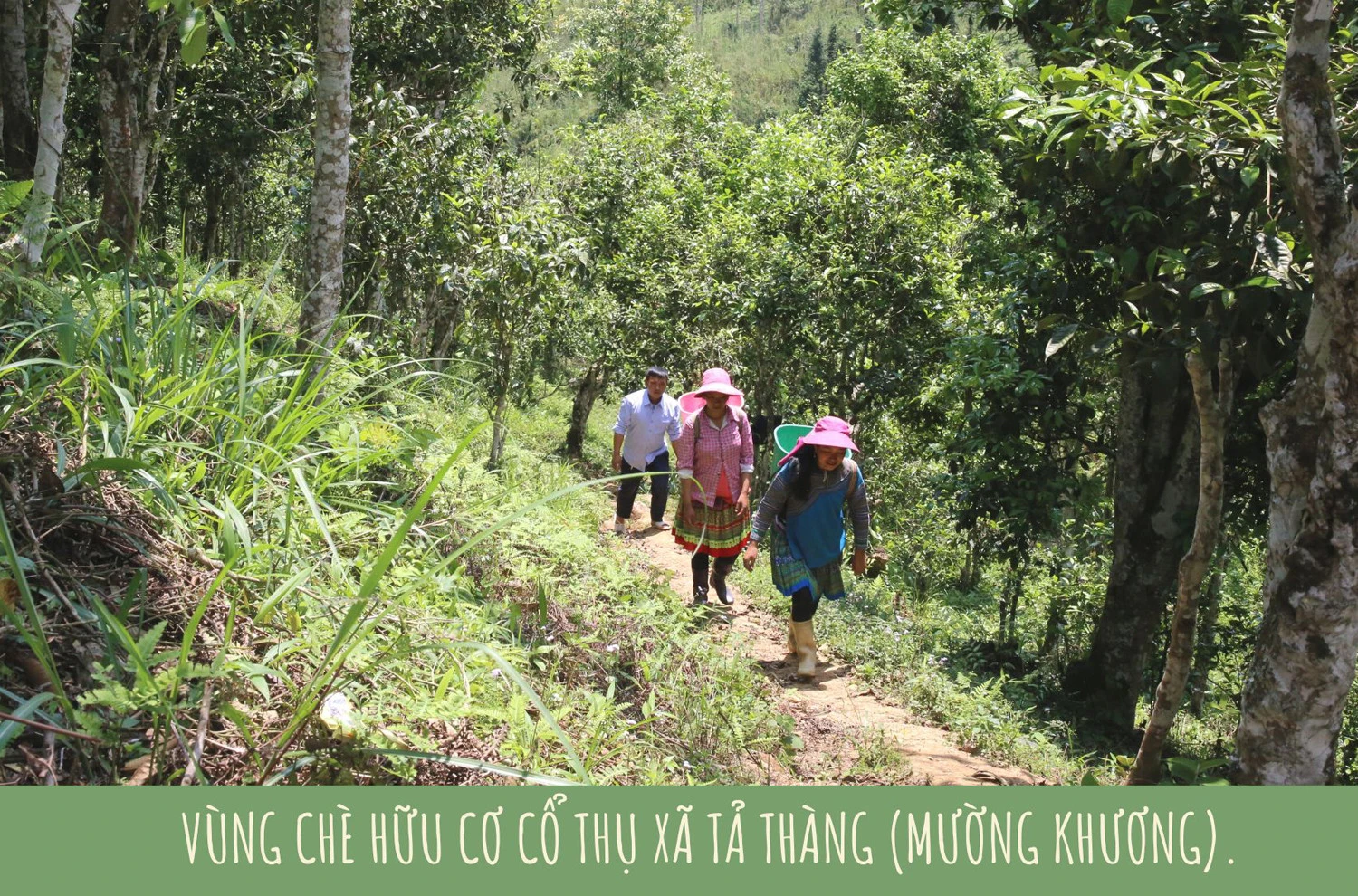 Phấn đấu đưa Lào Cai thành tỉnh đứng đầu về nông nghiệp hữu cơ ảnh 2