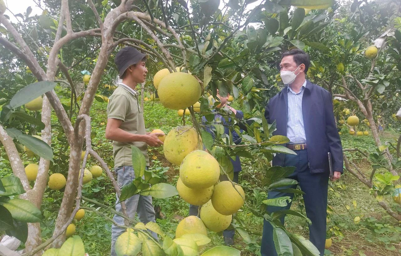 Các loại cây ăn quả có múi như bưởi, cam rất phù hợp với khí hậu, thổ nhưỡng ở Kim Sơn.