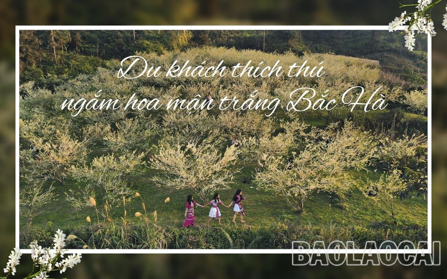 Du khách thích thú ngắm hoa mận trắng Bắc Hà ảnh 1