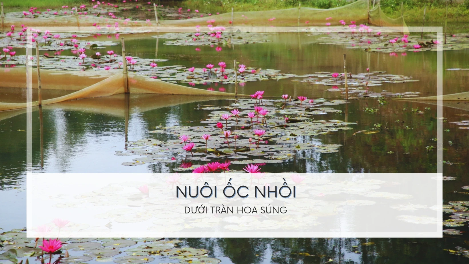 Nuôi ốc nhồi dưới tràn hoa súng ảnh 1