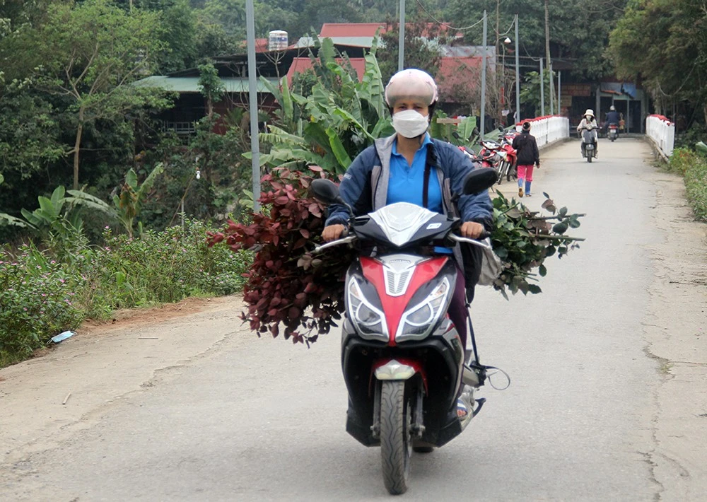 Nhộn nhịp làng hoa ven đô ảnh 10