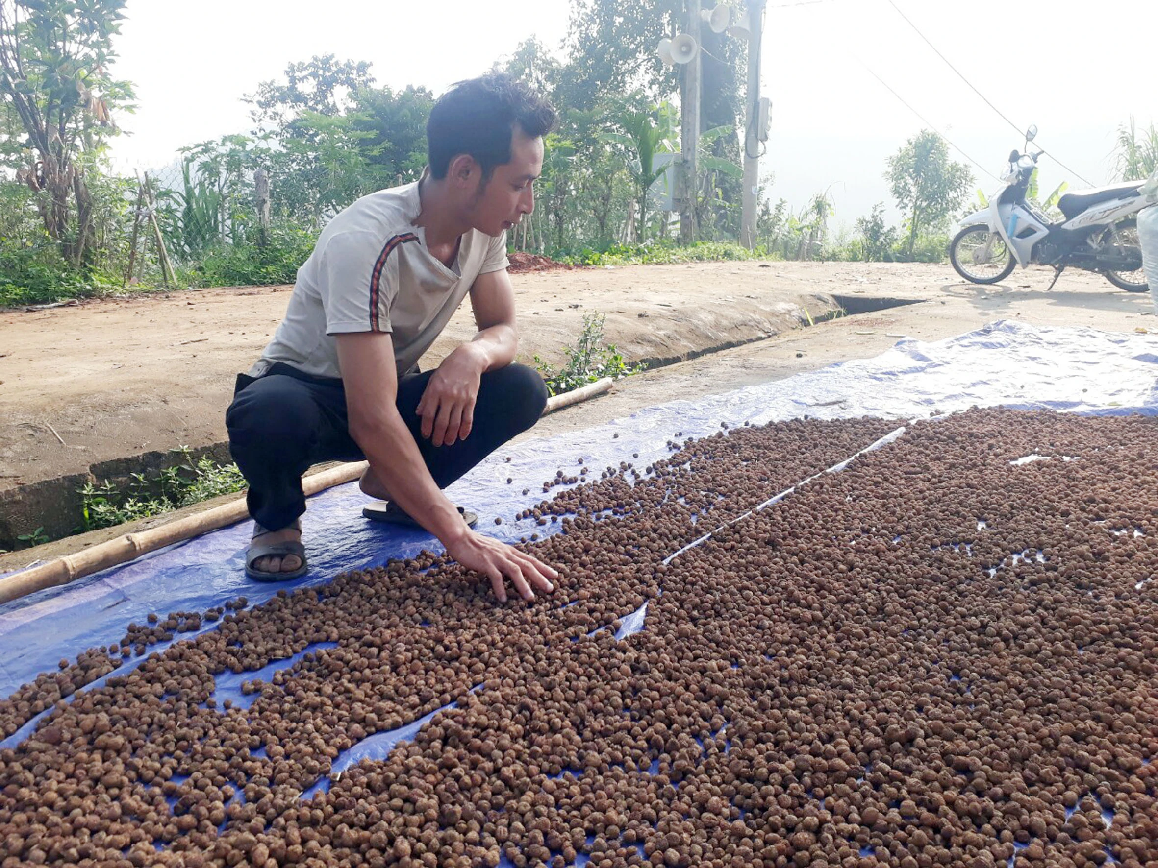 Người dân phơi quả sa nhân.