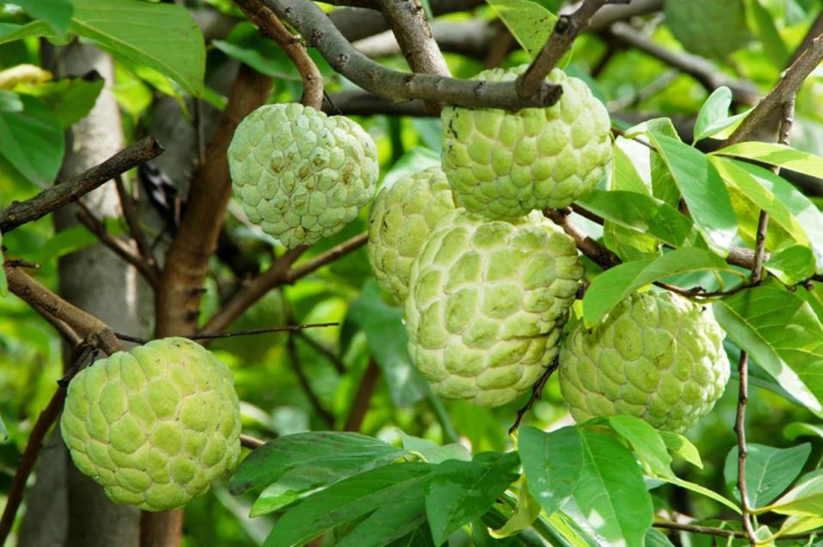 Phía sau mùa quả chín ảnh 2