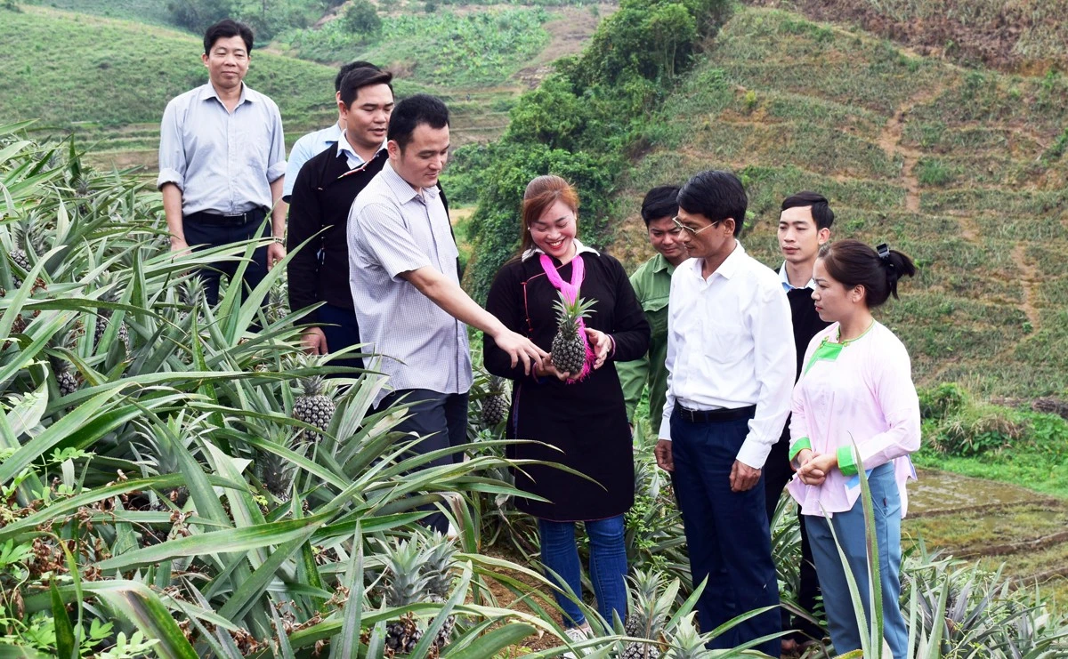 Thăm vùng dứa thôn Pạc Bo, xã Bản Lầu.