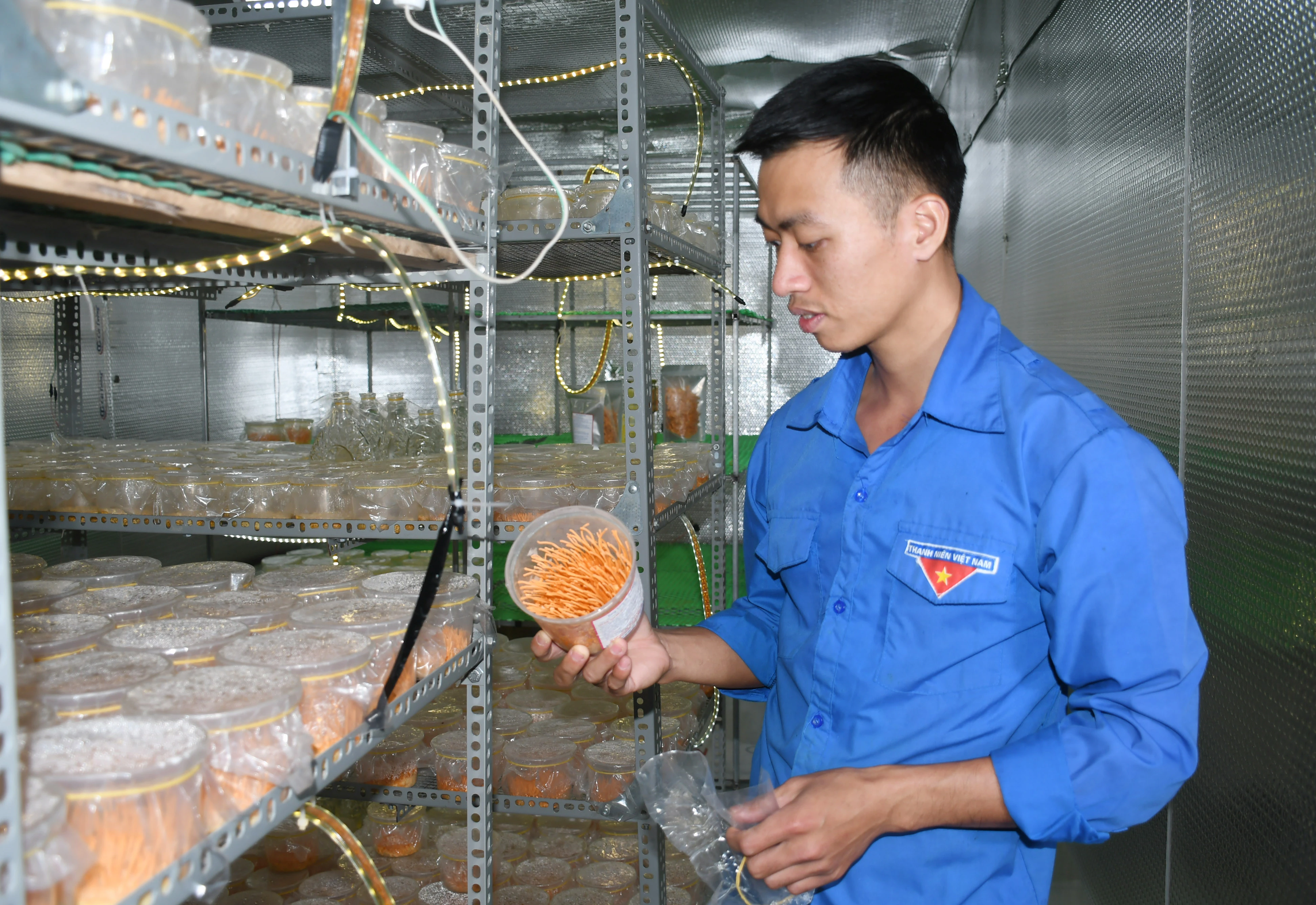 Mô hình nuôi cấy nấm đông trùng hạ thảo của anh Nguyễn Công Đoàn.
