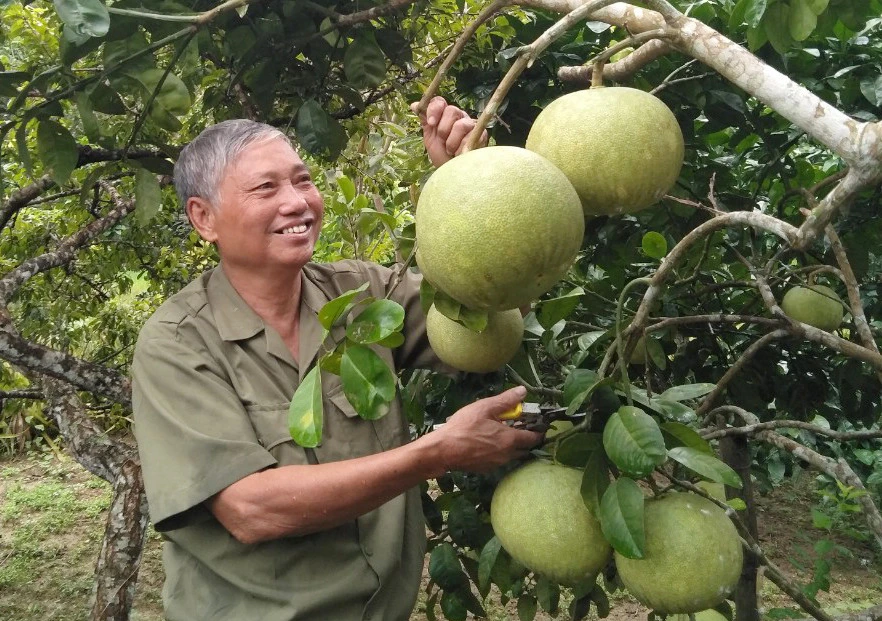 Cựu chiến binh Phạm Văn Long bên vườn bưởi đào.