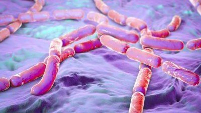 Vi khuẩn Bacillus cereus. (Ảnh minh họa)