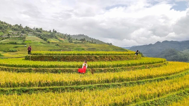 Bức tranh mùa vàng đẹp ngỡ ngàng của đồi mâm xôi ở Yên Bái - Ảnh 5.