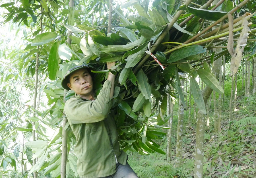Nguồn thu từ quế giúp gia đình ông Đặng Văn Toàn trở thành hộ khá trong thôn.