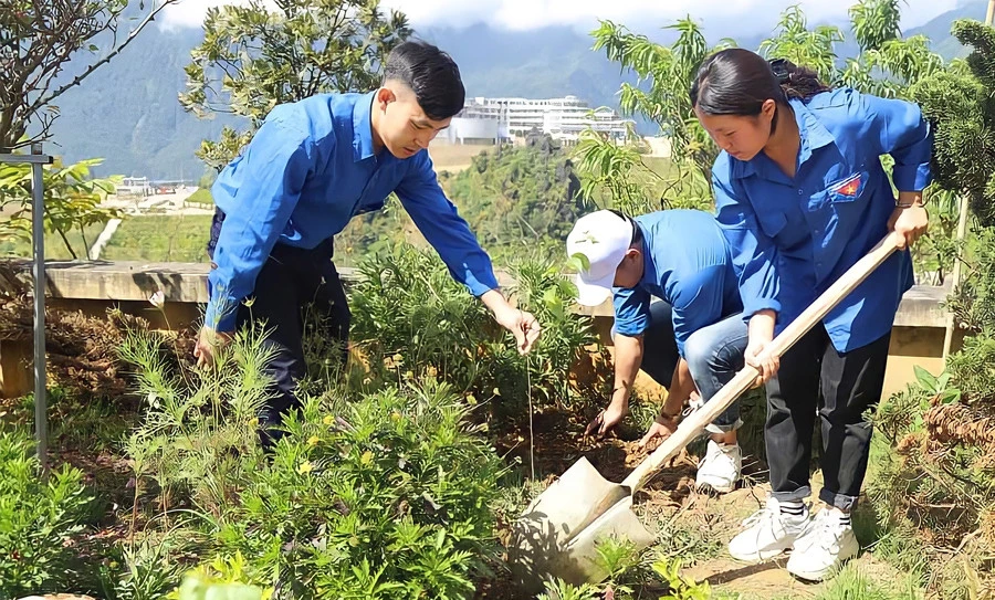 Thanh niên Sa Pa trồng cây xanh, tạo cảnh quan.