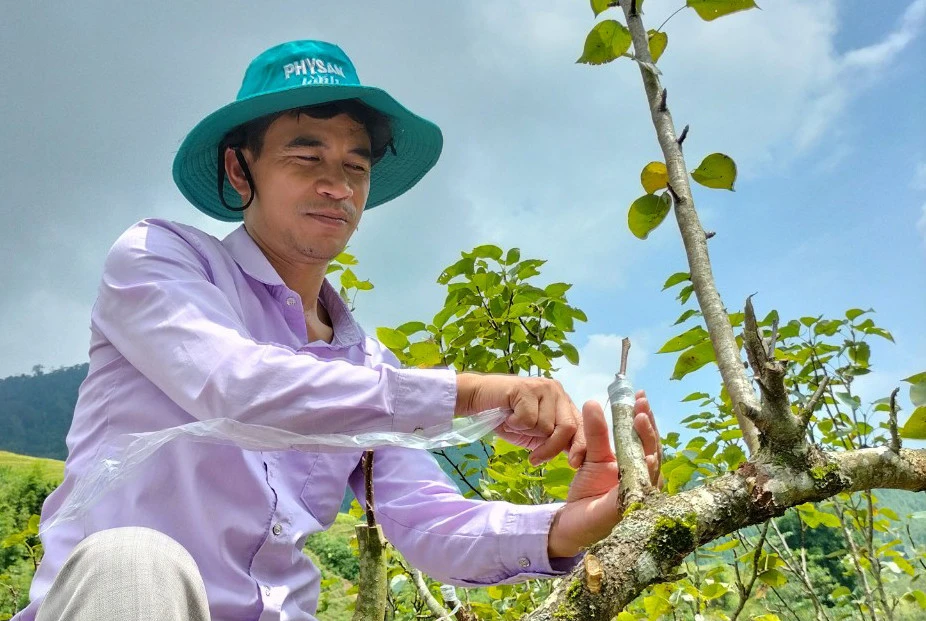 Việc ghép mắt được thực hiện trên các mầm cây khỏe mạnh.