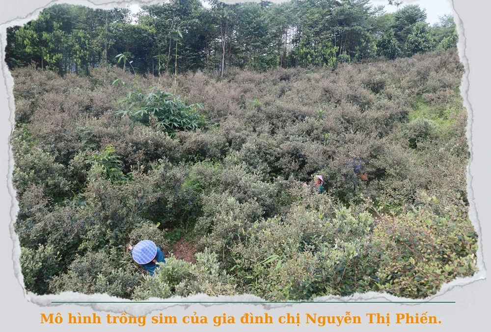 Thu tiền triệu mỗi ngày nhờ trồng sim ảnh 2