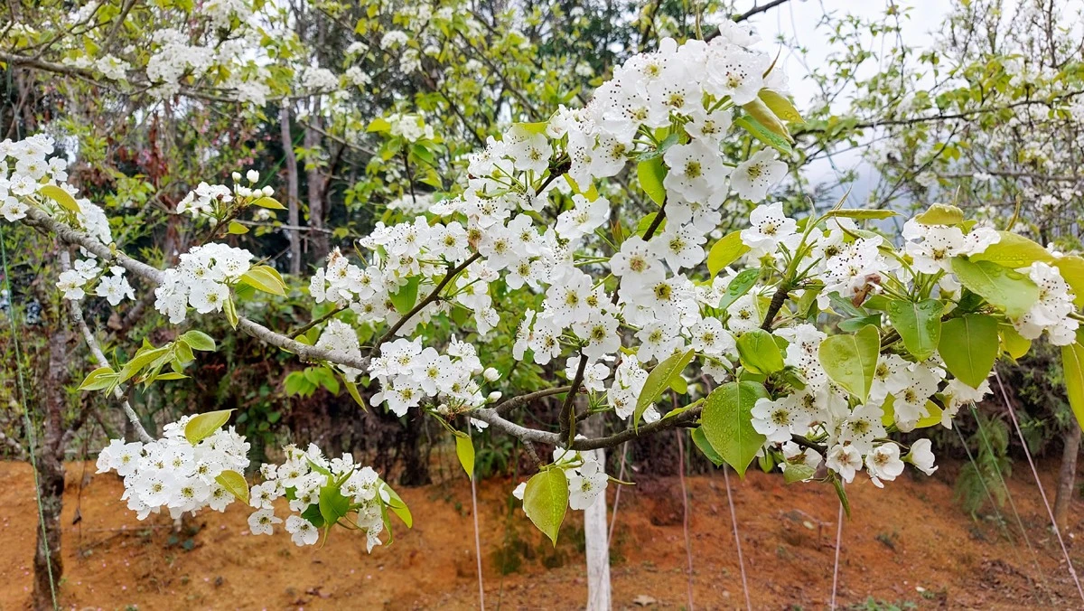 Nậm Pung mùa hoa lê trắng ảnh 2