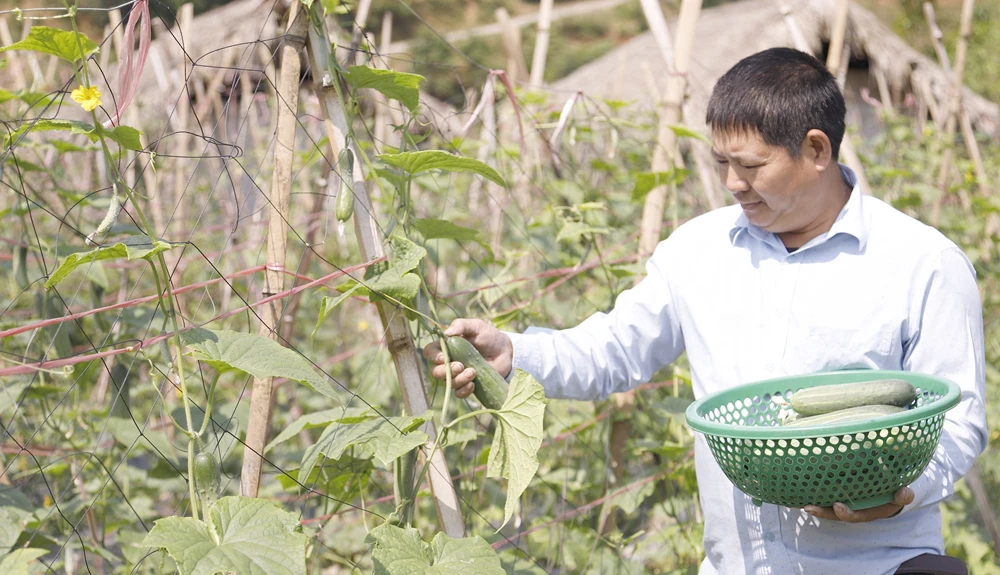 Người dân trồng dưa chuột để phát triển kinh tế, nâng cao thu nhập.