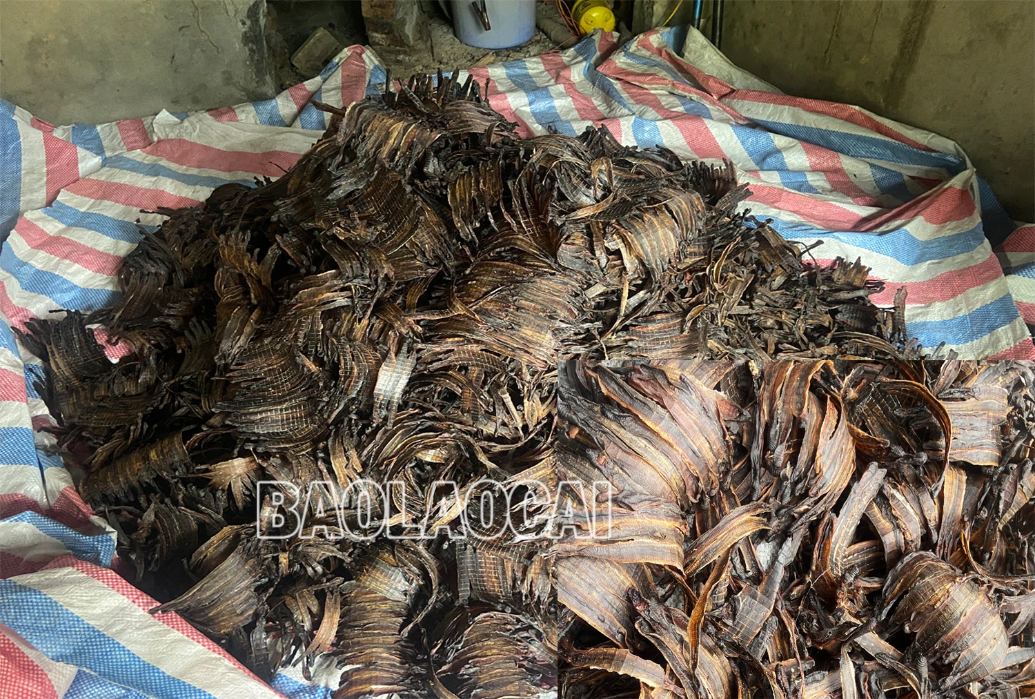 Buộc một cơ sở thu mua, sơ chế giun đất tại xã Phong Niên (Bảo Thắng) dừng hoạt động ảnh 4
