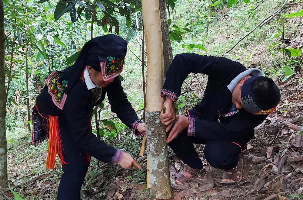 Phát huy thế mạnh về nông nghiệp hữu cơ ảnh 1