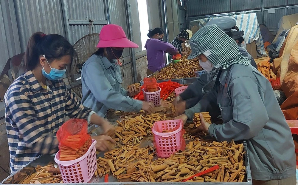Phát huy thế mạnh về nông nghiệp hữu cơ ảnh 2