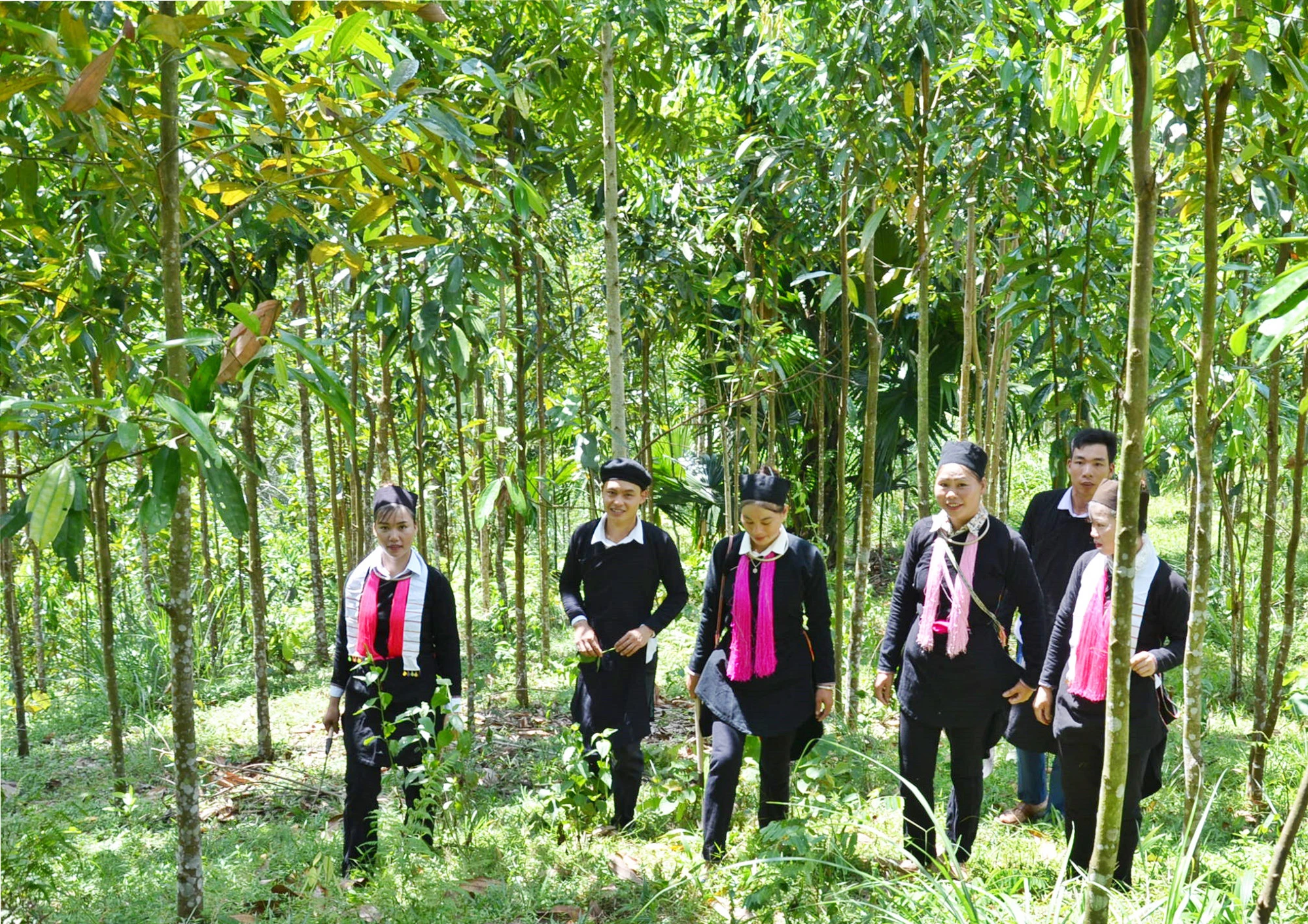 Người dân thôn Tân Tiến làm giàu từ trồng quế.