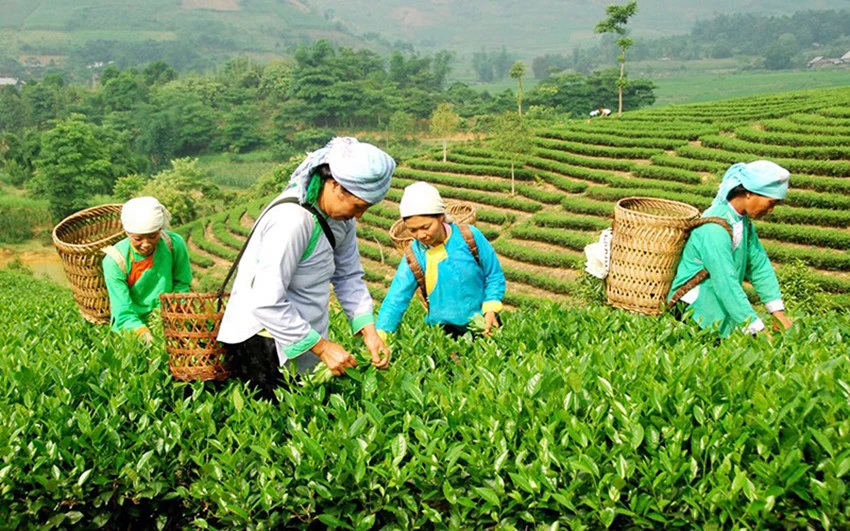 Chè là cây trồng chủ lực trong phát triển kinh tế ở Lùng Khấu Nhin.