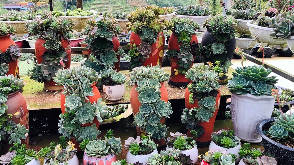 Những chậu sen đá mini đa dạng.