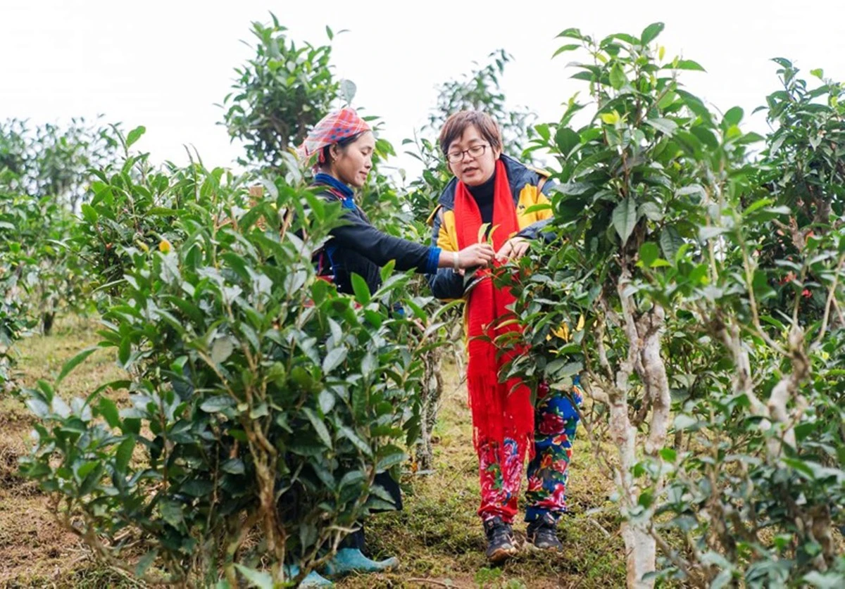 Khách du lịch tham gia hái chè Shan tuyết cùng người dân Bản Liền.