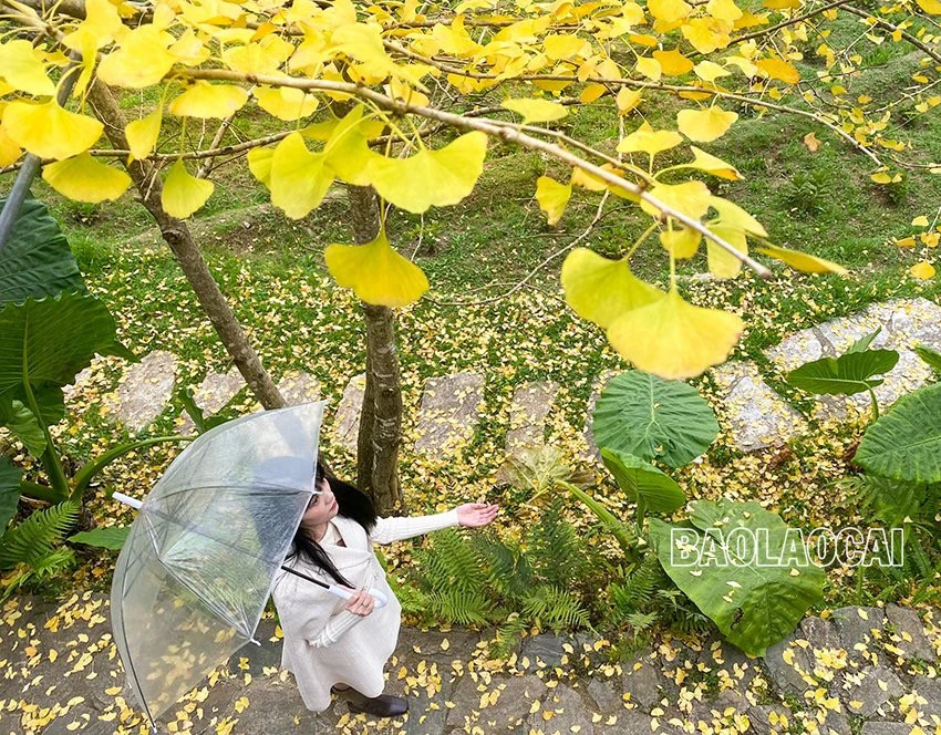 Rặng cây vàng rực sắc ở Sa Pa ảnh 5