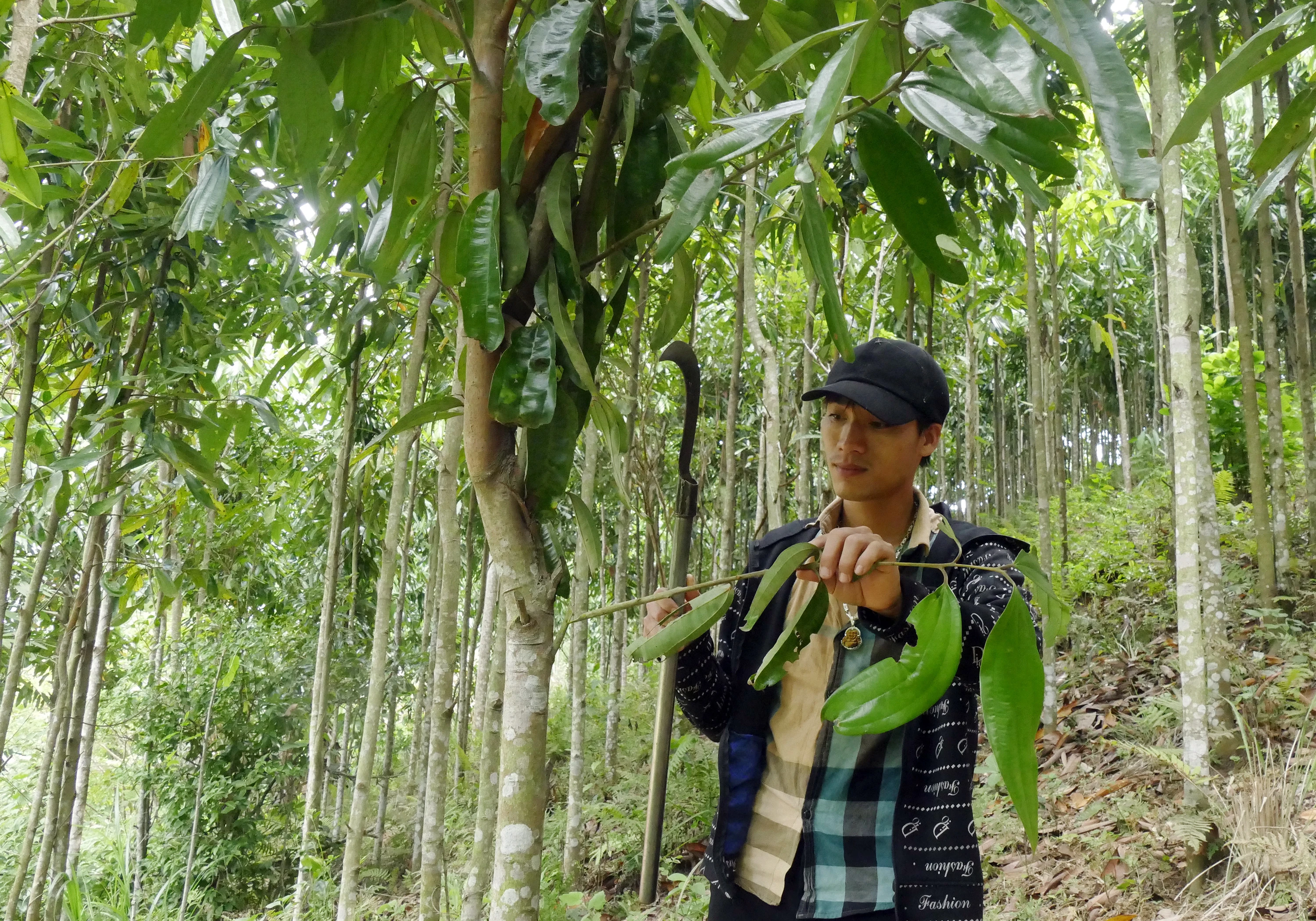 Người Dao đỏ ở bản Bông 3 thoát nghèo từ trồng quế ảnh 1