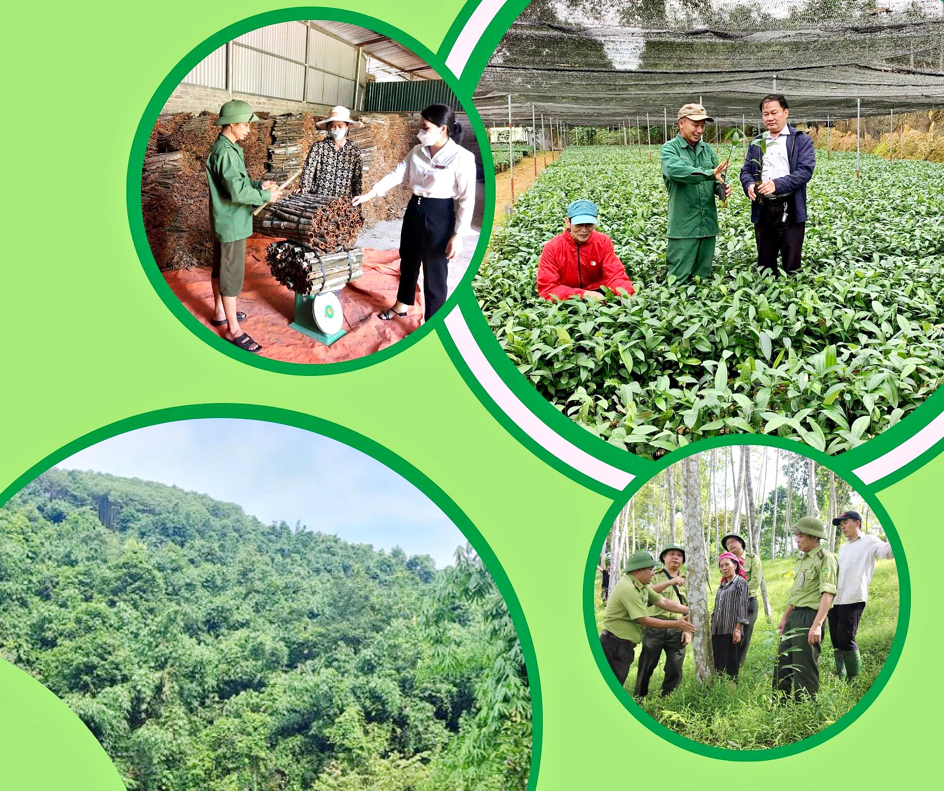 Sản xuất lâm nghiệp theo tiêu chuẩn quốc tế ảnh 1