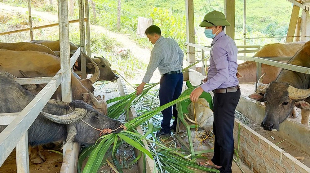 Lãnh đạo xã Nậm Chày thăm mô hình chăn nuôi gia súc của người dân.