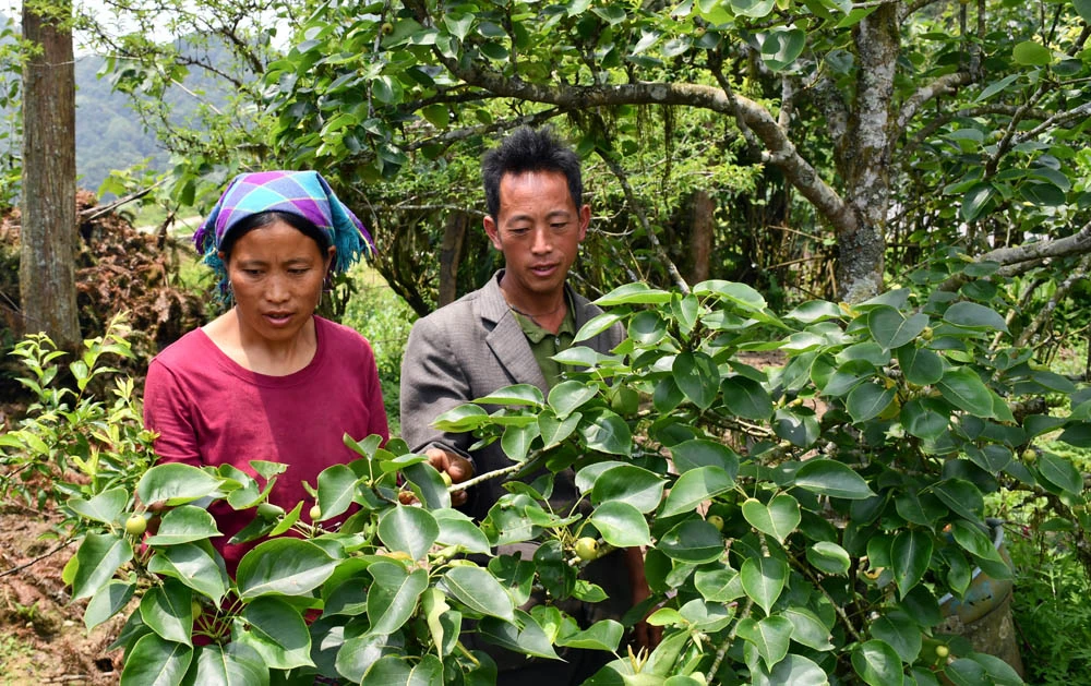 Người dân các thôn vùng cao kỳ vọng vào mô hình trồng cây ăn quả ôn đới.
