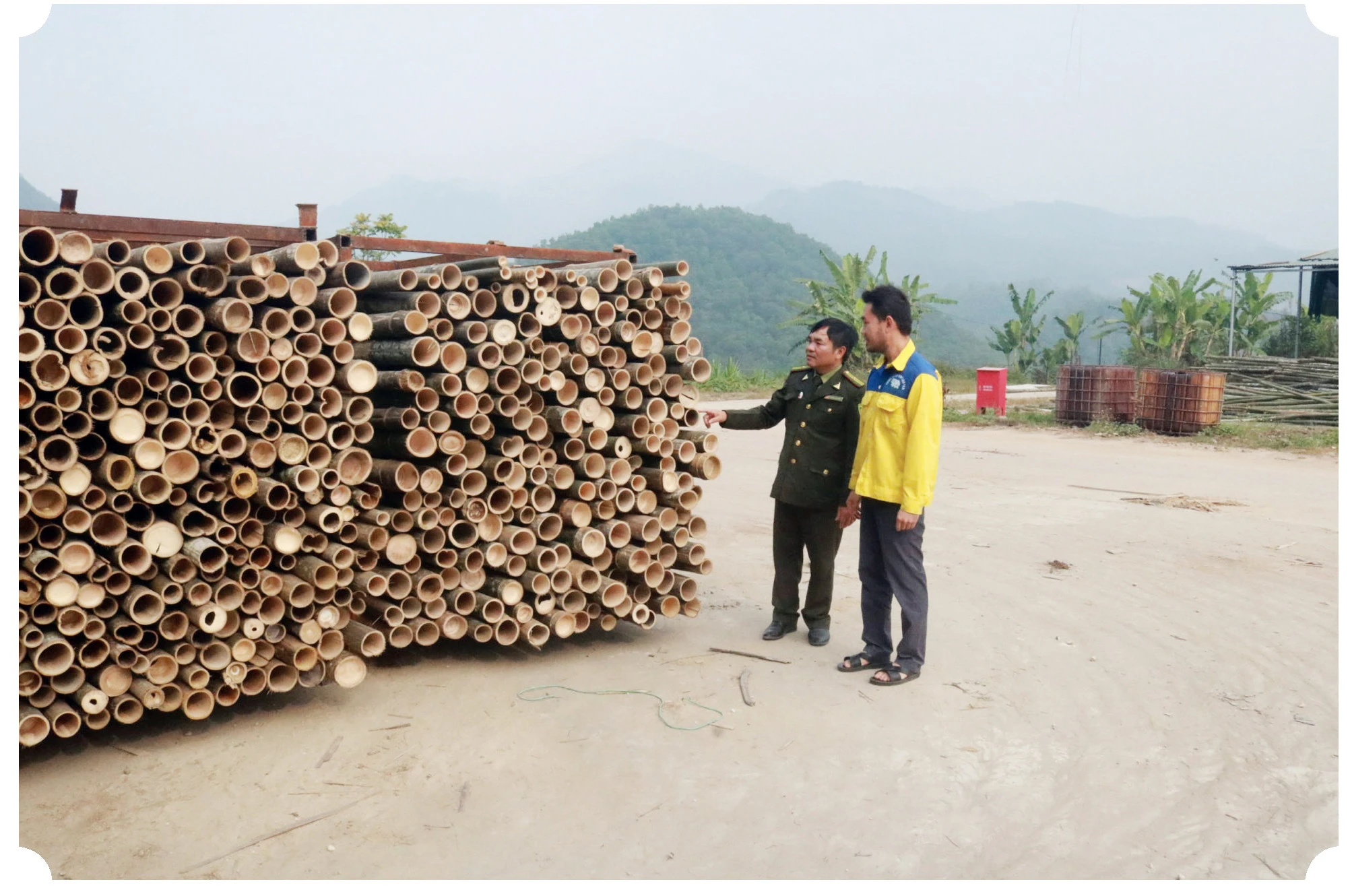 Sản xuất lâm nghiệp theo tiêu chuẩn quốc tế ảnh 3