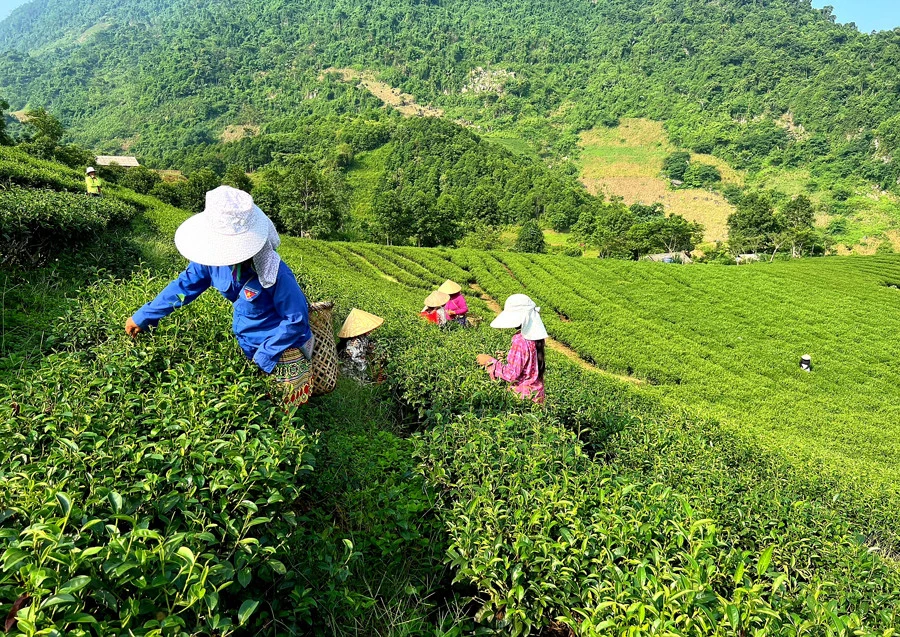 Vùng chè chất lượng cao ở Bảo Thắng.