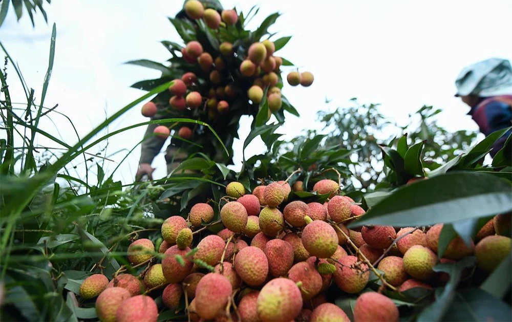 Ảnh minh họa.
