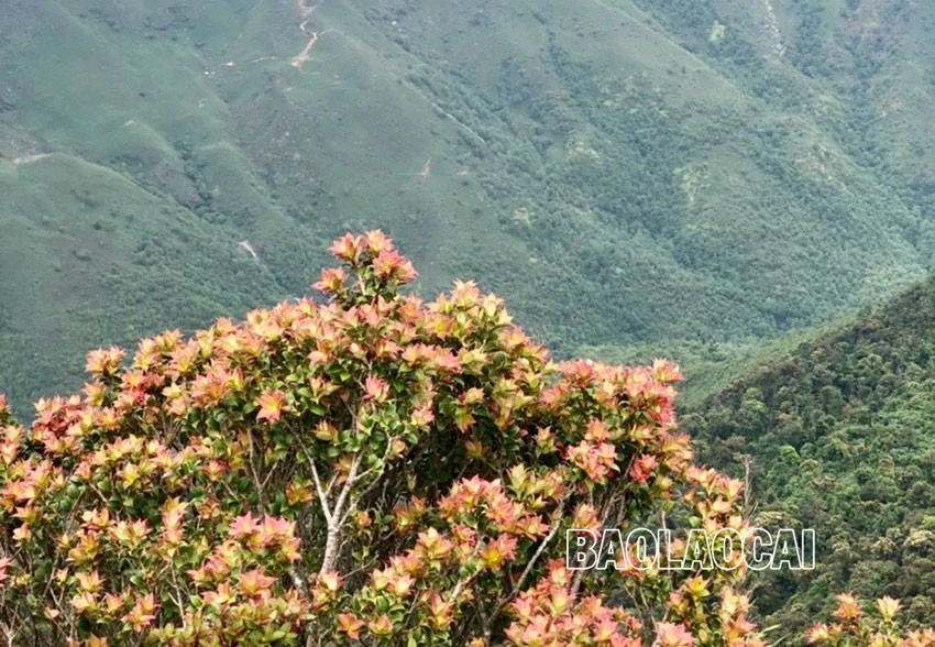 Chiêm ngưỡng vẻ đẹp “đệ nhất hoa" của núi rừng Ky Quan San ảnh 8