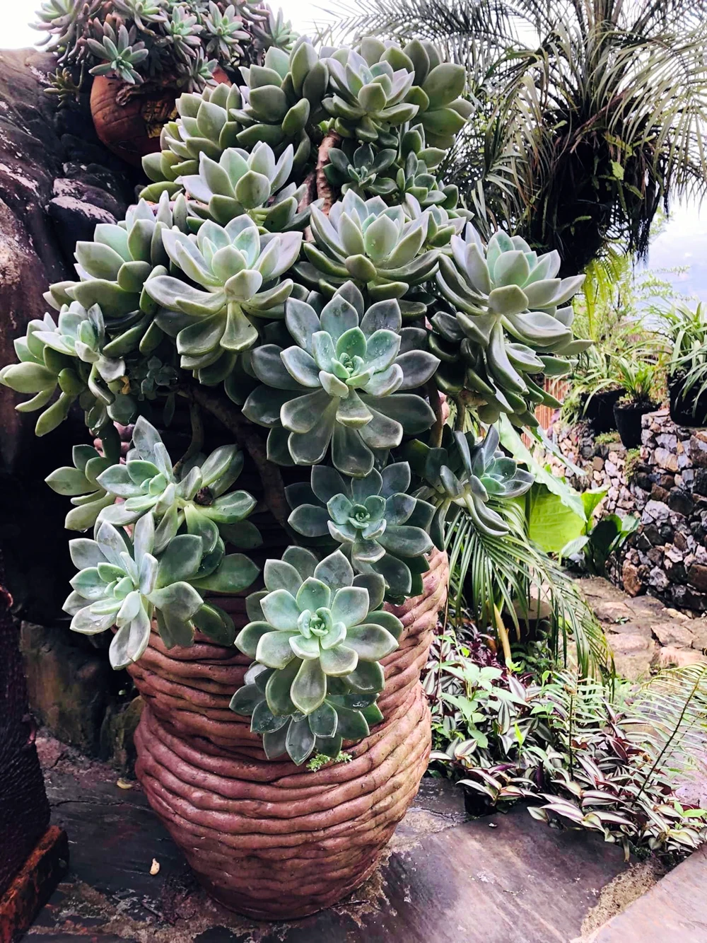 Một chậu sen đá được chủ vườn kỳ công cấy ghép.
