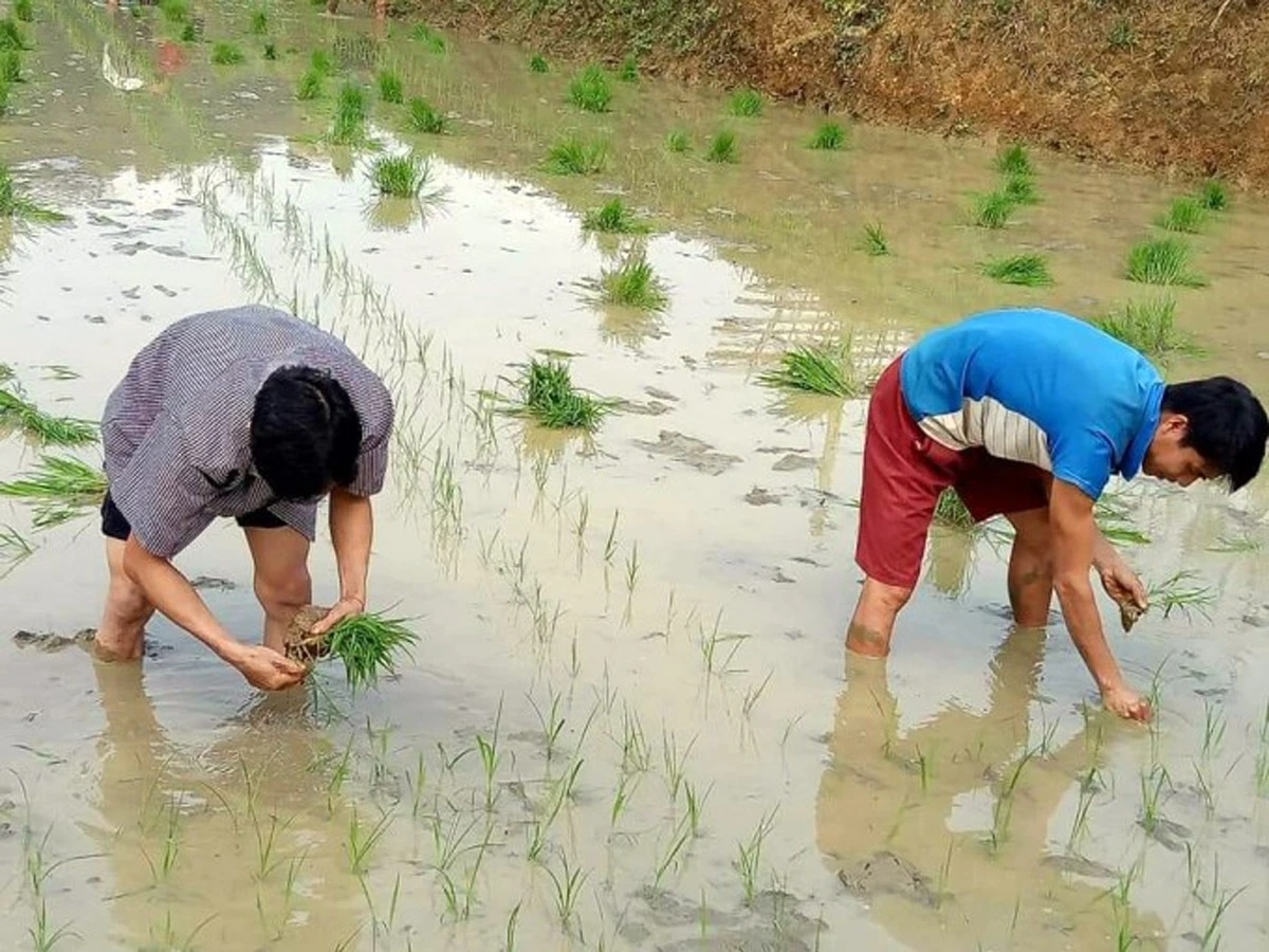 Không sử dụng giống lúa cũ để sản xuất vụ mùa ảnh 1